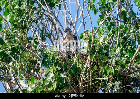 Un jeune Faucon rouge debout dans son nid, avec de nouvelles plumes dorées de poitrine entrant, remplaçant son bébé fourrure duvet. Banque D'Images