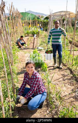 Femme péruvienne jardinier fixant des plants de tomate sur le treillis de soutien Banque D'Images