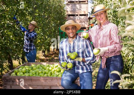 Les agriculteurs qui détiennent des pommes vertes sont satisfaits de la récolte Banque D'Images