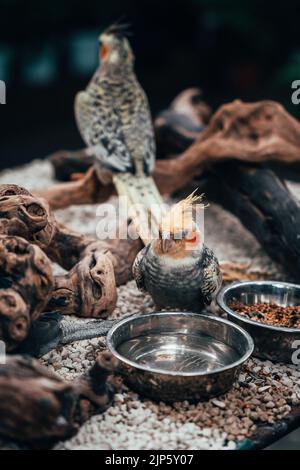 Un cliché vertical de deux perroquets de Cockatiel dans leur cage Banque D'Images