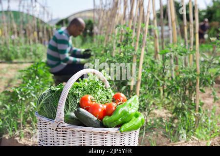 Panier avec récolte de légumes dans le jardin, homme jardinier professionnel Banque D'Images