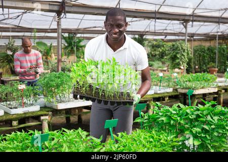 Afro homme vérifiant les semis dans le centre du jardin Banque D'Images