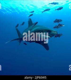 REQUIN, TORTUE : L'INCROYABLE VOYAGE, 2009 Banque D'Images