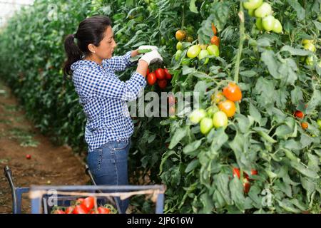 Une travailleuse hispanique récolte de tomates dans une serre Banque D'Images