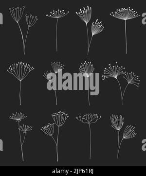 Décrivez les brindilles et les branches florales, les fleurs des ombrelles. Plantes de champ, aneth ou fenouil ligne vecteur White brins, jardin herbe brins. Décorations florales avec parapluie de plantes de champ fleurs, graines et ratons laveurs Illustration de Vecteur