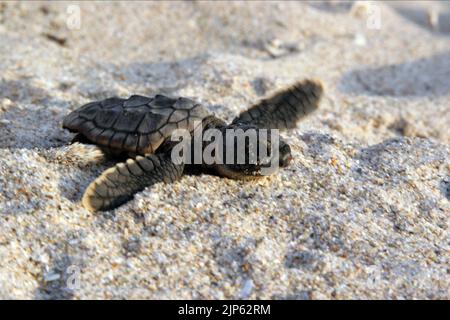 TORTUE, TORTUE : L'INCROYABLE VOYAGE, 2009 Banque D'Images