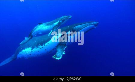 BALEINES, TORTUE : L'INCROYABLE VOYAGE, 2009 Banque D'Images