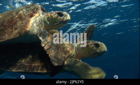 TORTUES, TORTUE: L'INCROYABLE VOYAGE, 2009 Banque D'Images