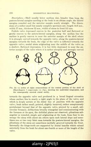 La brachiooda du Mississippien du bassin de la vallée du Mississippi (page 236) Banque D'Images