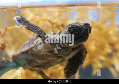 TORTUE-LOGGERHEAD, TORTUE : L'INCROYABLE VOYAGE, 2009 Banque D'Images