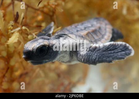 TORTUES DE BÉBÉ, TORTUE: L'INCROYABLE VOYAGE, 2009 Banque D'Images