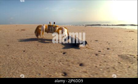 CRABE, TORTUE : L'INCROYABLE VOYAGE, 2009 Banque D'Images