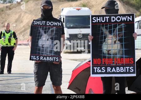 Ancaster, Royaume-Uni. 15th août 2022. Les militants des droits des animaux tiennent des écriteaux pendant la manifestation. Les militants des droits des animaux exercent une forte pression sur Phil Kerry pour qu'il ferme les lapins T&S à East Bridgford. Ils soutiennent qu'il traite les lapins très mal sur sa ferme, en les négligeant et en les utilisant pour la fourrure et la viande. Ils exigent que les lapins T&S se ferment et tous les lapins sont libérés. Crédit : SOPA Images Limited/Alamy Live News Banque D'Images