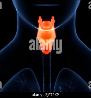 Système respiratoire humain du larynx et du pharynx anatomie Banque D'Images