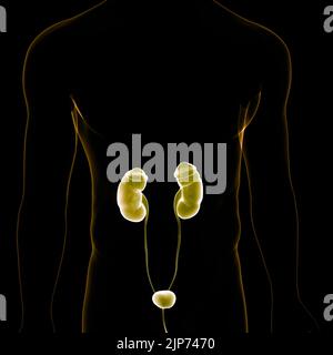 Les droits de l'appareil urinaire les reins avec l'anatomie de la vessie Banque D'Images