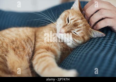 Un beau chat de gingembre dans les bras de son propriétaire. Prendre soin des animaux. Vue avant. Banque D'Images