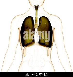 Système respiratoire humain Anatomie Poumons Banque D'Images
