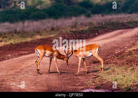 Parc national de Nairobi L'Impala ou rooibok est une antilope de taille moyenne que l'on trouve en Afrique orientale et australe. Le seul membre existant du genre Aepyc Banque D'Images