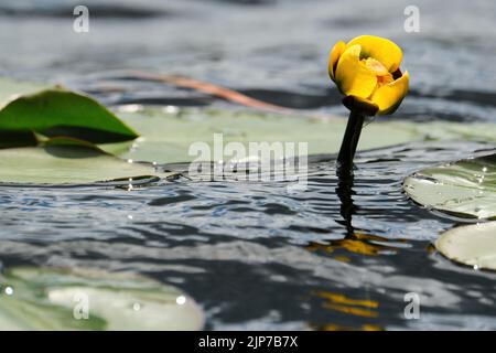 Un gros plan de la fleur jaune d'un nénuphars variégé émergeant en fleur de la surface de l'eau. Banque D'Images