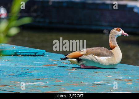 L'oie égyptienne se repose sur un bateau à la maison dans le canal d'Amsterdam Banque D'Images