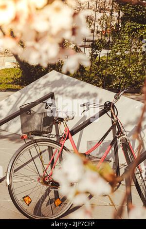 Les vélos se garer sous les arbres Sakura et les cerisiers en fleurs scintillent sous la lumière du soleil au printemps. Location de vélos. Paysage de la nature avec arbre de fleurs roses et vélo rose Banque D'Images