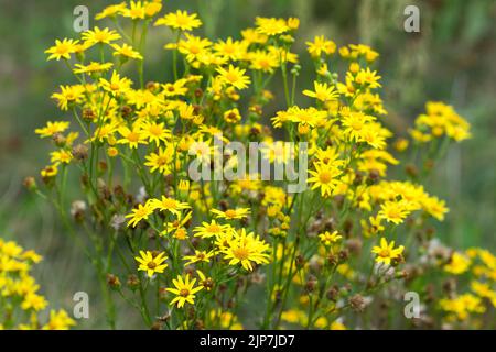 Sedum acre, goldmoss stonecrop fleurs jaunes gros plan sélectif foyer Banque D'Images