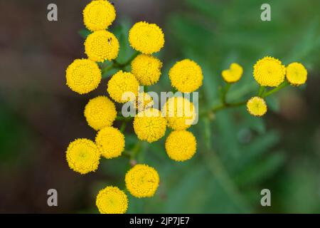 tansy, boutons amers, vache amère été jaune fleurs gros plan sélectif foyer Banque D'Images