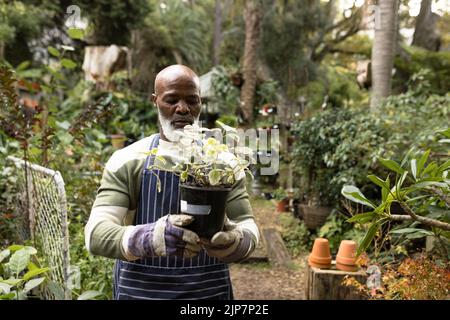 Homme afro-américain senior tenant une usine dans son jardin Banque D'Images