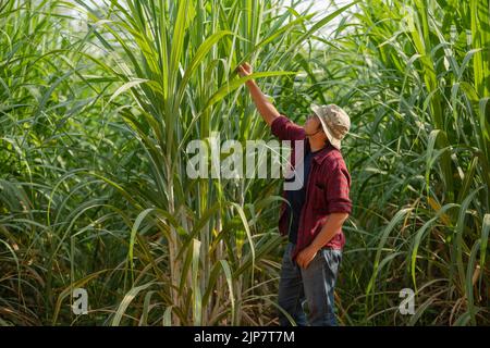Un producteur de canne à sucre vérifie la feuille de canne à sucre dans la plantation Banque D'Images