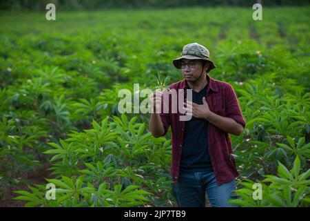 Un jeune agriculteur asiatique examine les feuilles de manioc pour déterminer s'il y a une maladie végétale Banque D'Images