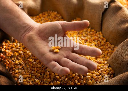 Homme caucasien montrant des cornes de maïs dans les mains de plus de sac de burlap Banque D'Images