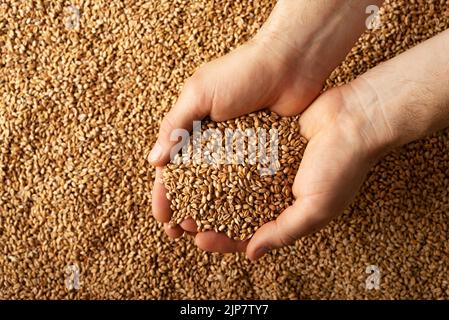 Poignées caucasiennes humaines avec grains de blé sur fond de grain Banque D'Images