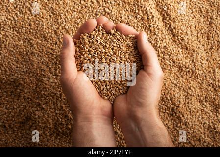 Poignées caucasiennes humaines avec grains de blé sur fond de grain Banque D'Images