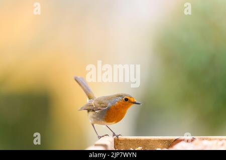 Un cliché peu profond d'un voleur européen (erithacus rubecula) Banque D'Images