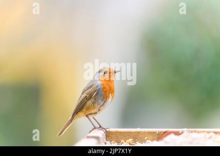 Un cliché peu profond d'un voleur européen (erithacus rubecula) Banque D'Images