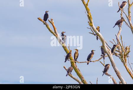 La grande colonie Cormorant - Phalacrocorax carbo, assise sur un arbre séché Banque D'Images