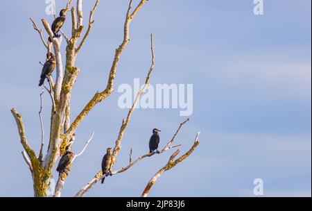 La grande colonie Cormorant - Phalacrocorax carbo, assise sur un arbre séché Banque D'Images