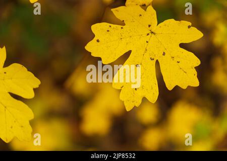 feuille d'érable jaune raffinée à l'autumérale devant le plancher de forêt floue Banque D'Images