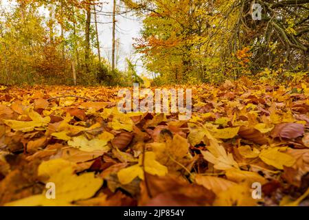 Plan en grand angle au niveau du sol d'un sentier forestier à feuilles caduques en automne Banque D'Images