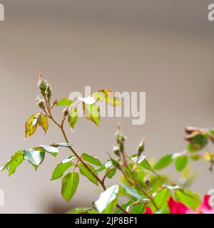 Un groupe de pucerons du Rose (Macrosiphon rosae) sur une tige de rose [var Cocktail]. Connus sous le nom de poux de plante, les pucerons sont des nourrisseurs de plante spécialisés qui suce les s. Banque D'Images