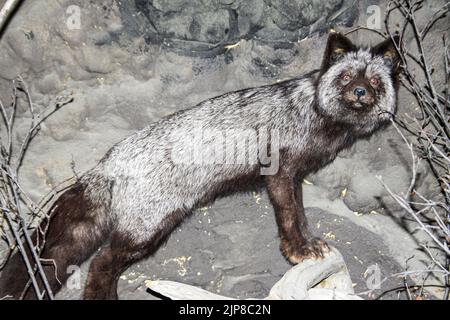 Animal en peluche au Musée d'histoire naturelle de Haines, en Alaska Banque D'Images