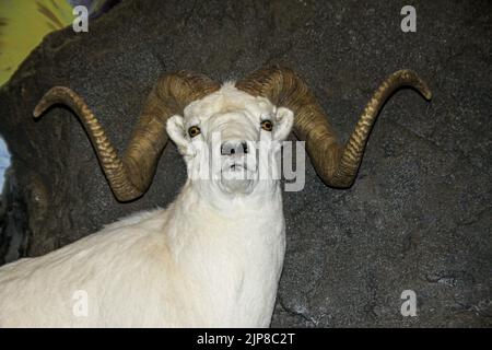 Mouflon de Dall (Ovis dalli, également connu sous le nom de mouflons de Dall ou mouflons à corne fine) animal en peluche au Musée d'histoire naturelle de Haines, en Alaska Banque D'Images