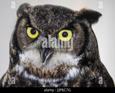 L'aigle-hibou eurasien (Bubo bubo) exposé au Musée d'histoire naturelle de Haines, en Alaska Banque D'Images