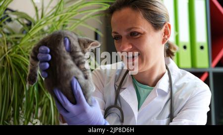 Joyeux vétérinaire femelle tenant mignon chaton gris Banque D'Images