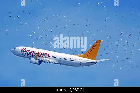 TC-CPY Pegasus Boeing 737-800 en vol entouré d'un troupeau d'oiseaux Banque D'Images