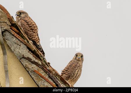 Une paire de kestrels juvéniles, Falco tinnunculus, sur un toit d'église, Upper wield, Hampshire, Royaume-Uni Banque D'Images