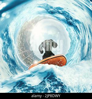 Collage avec un adorable chiot de dachshund surfant sur la vague dans l'océan ou la mer pendant les vacances d'été avec chaîne de fleurs colorées. Concept de repos, sport, aventures Banque D'Images