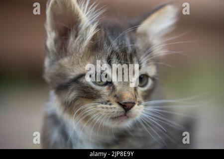 Portrait d'un chaton gris. Gros plan sur un animal domestique. Chaton à l'âge de deux mois de la vie, à l'extérieur Banque D'Images