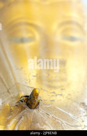 La statue de Bouddha d'or enveloppée de cellophane montre le geste de la mudra vitarka Banque D'Images