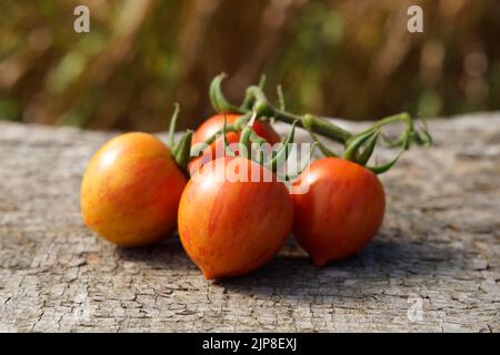 Tomates potager, variété : tomate ronde zébrée rouge (ancienne variété). Banque D'Images